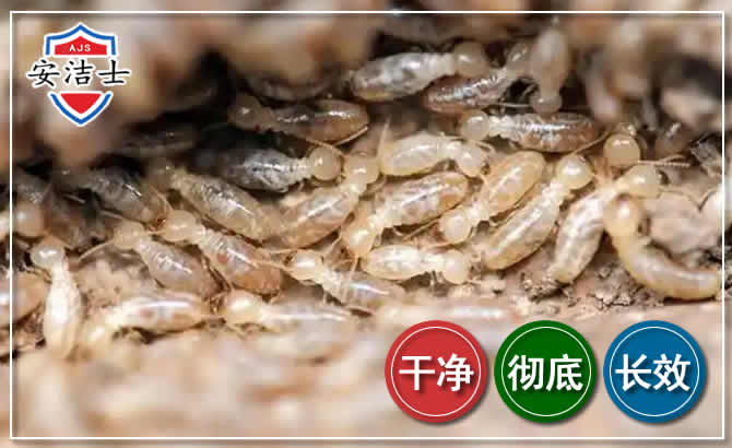 天台白蚁防治