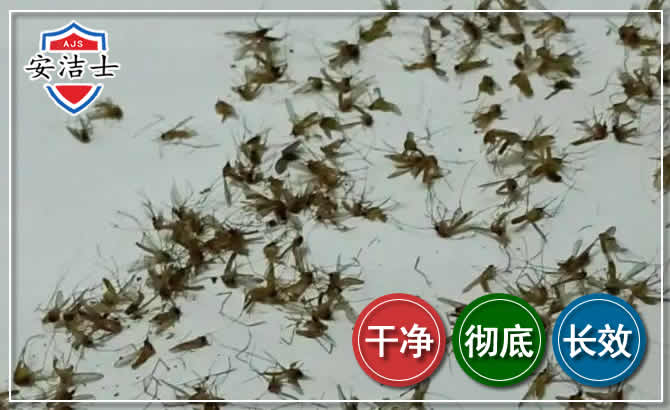 天台苍蝇防治-灭蝇