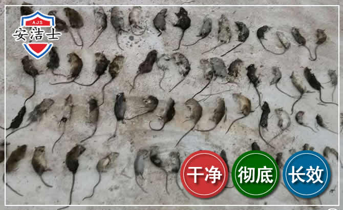 天台鼠害防治-灭鼠