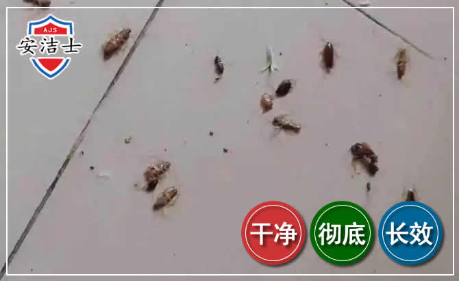 天台蟑螂防治-灭蟑螂