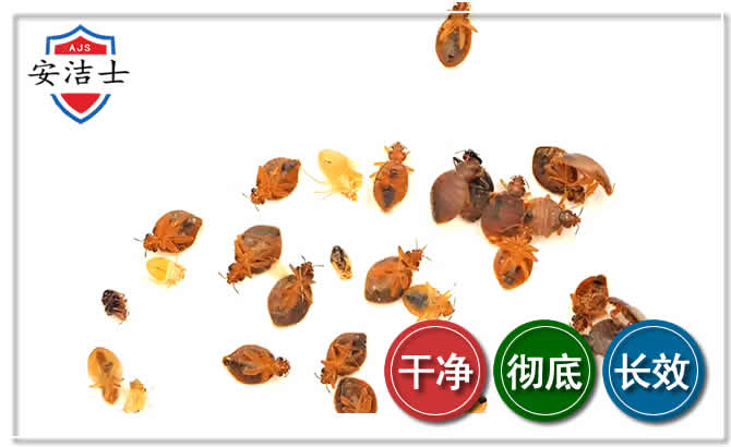 天台臭虫防治-消灭臭虫